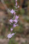 Shortleaf blazing star